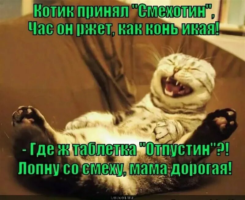 Как писать смех. Кот смеется. Кот ржет. Лопнул от смеха. Щас лопну от смеха.
