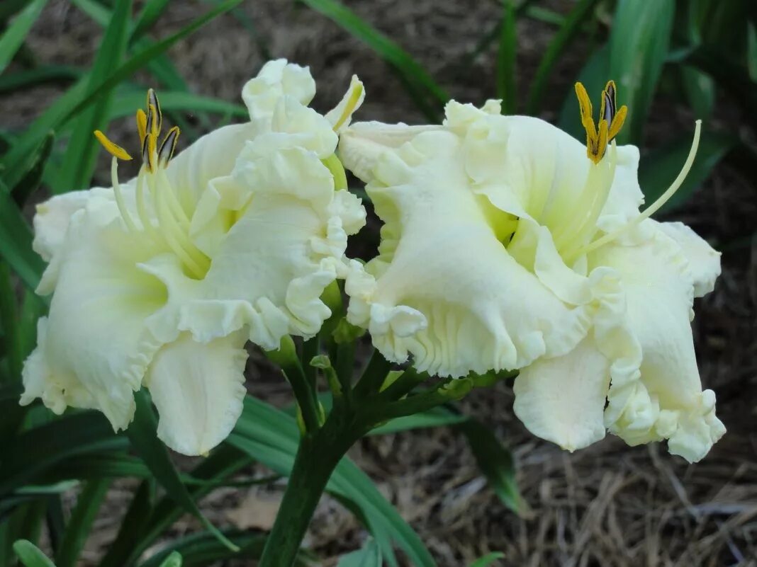 Лилейник Alpine Ruffles. Лилейник сорта «Alpine Ruffles». Лилейник Alpine Ruffles (Алпайн Раффлс). Лилейник гибридный Арктик Сноу.