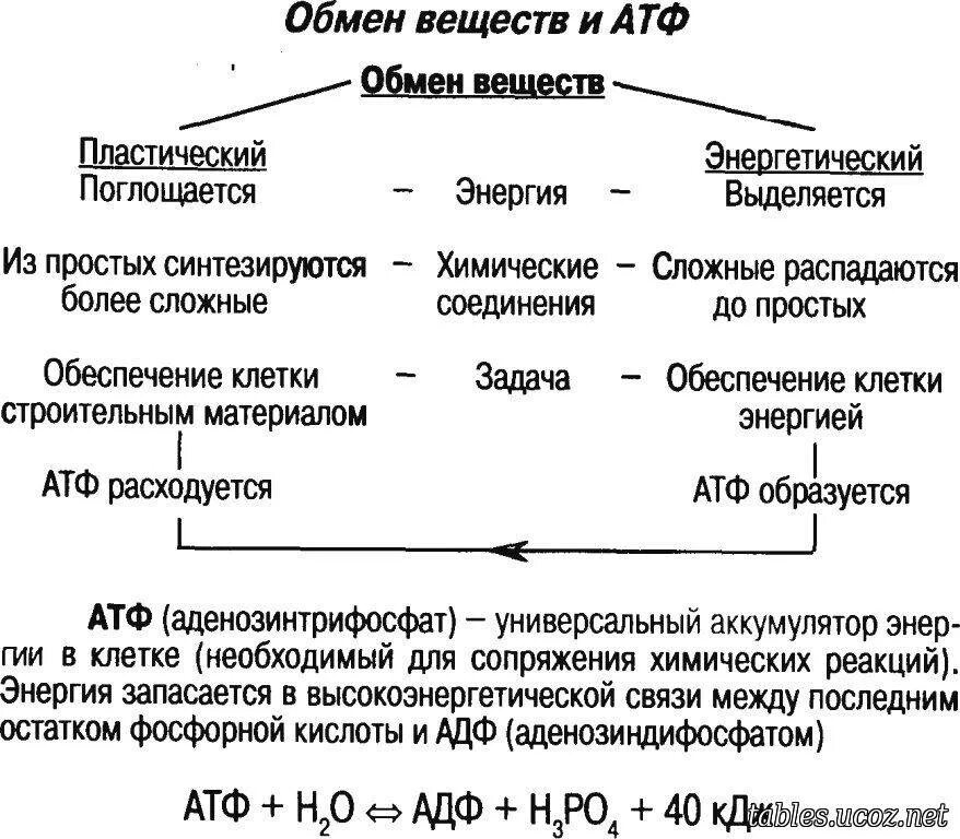 32 атф. Пластический обмен и энергетический обмен таблица. Схема обмен веществ и энергии пластический и энергетический обмен. Процесс метаболизма схема.