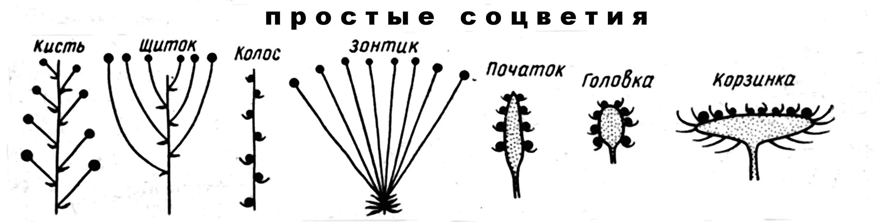 Зонтик початок. Сложный щиток соцветие схема. Схема соцветия щиток простой. Строение соцветия початок. Простые соцветия простая кисть.