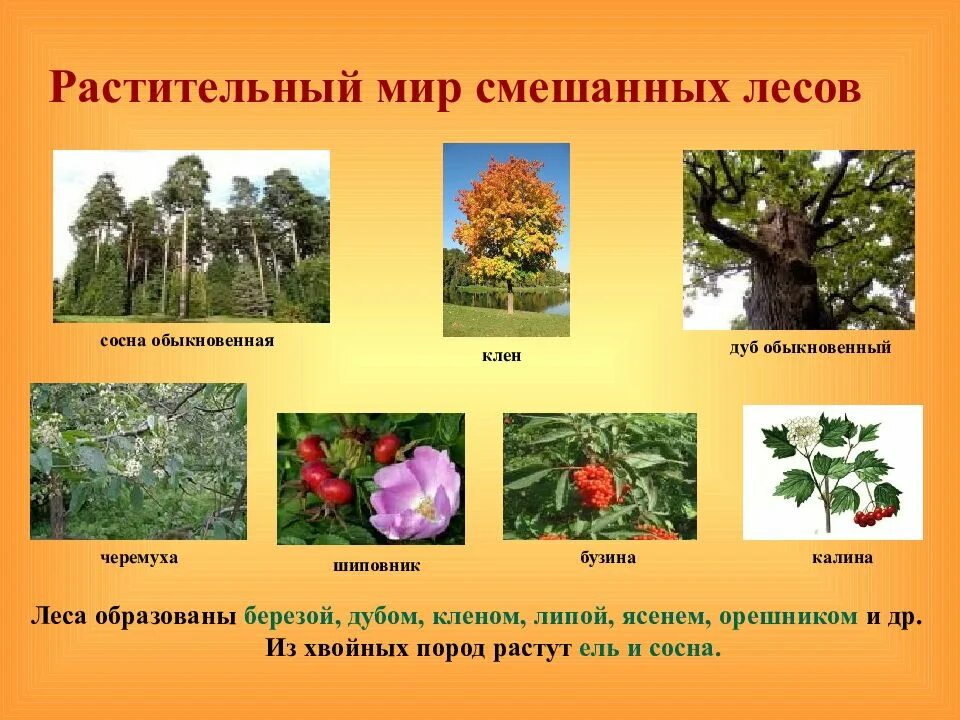 Какое дерево не является теплолюбивым