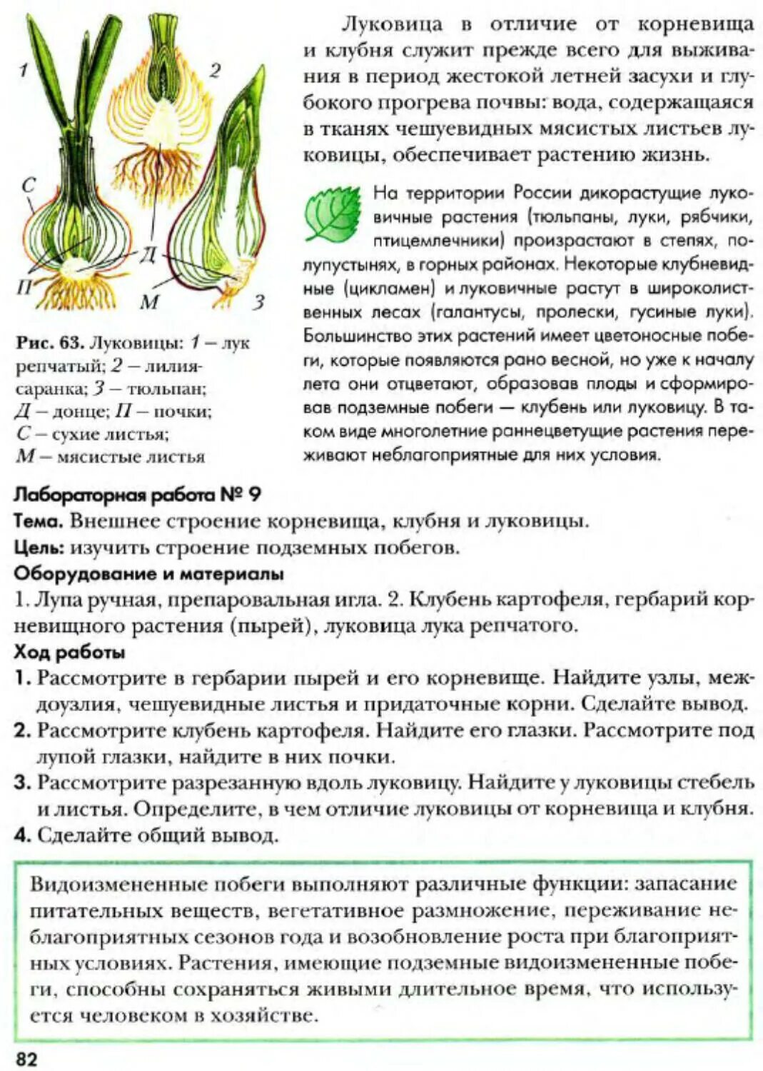 Клубни корневища луковицы лабораторная работа. Лабораторная работа по биологии 6 класс корневище клубень. Исследование корневища клубня луковицы 6 класс лабораторная. Строение корневища луковицы. Лабораторная работа видоизменения побегов.