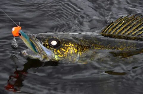 Jigging fishing
