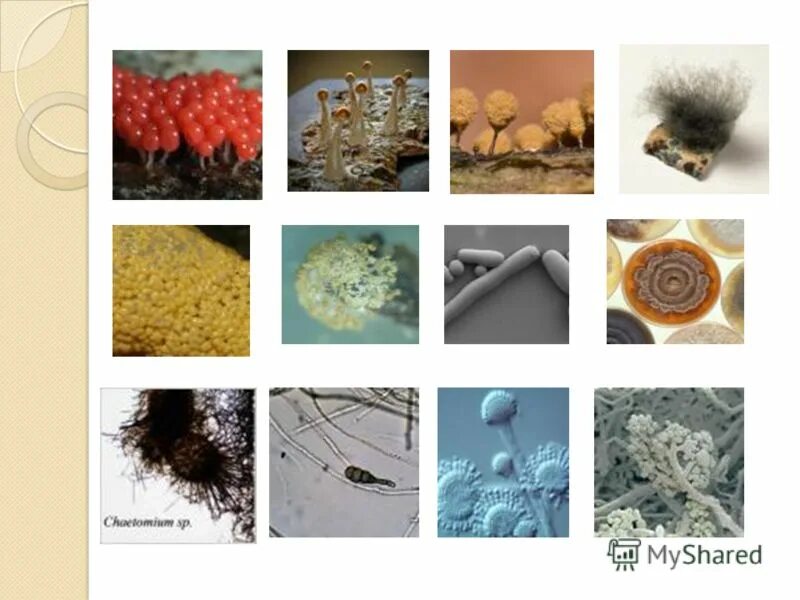 Какая бывает плесень. Цвет плесени. Названия плесени. Плесень бывает. Плесень бывает.