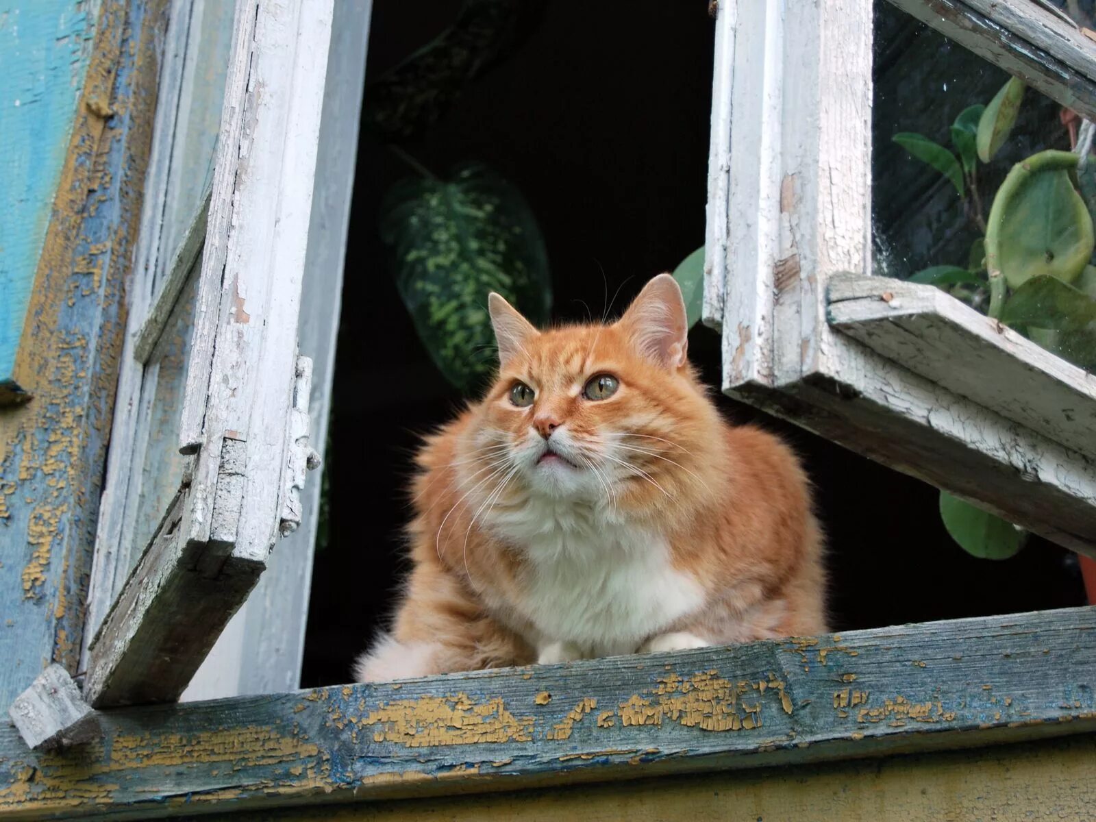 Кот под окном. Кот на окне. Рыжий кот на окне. Рыжий кот на подоконнике. Кот в деревенском окне.