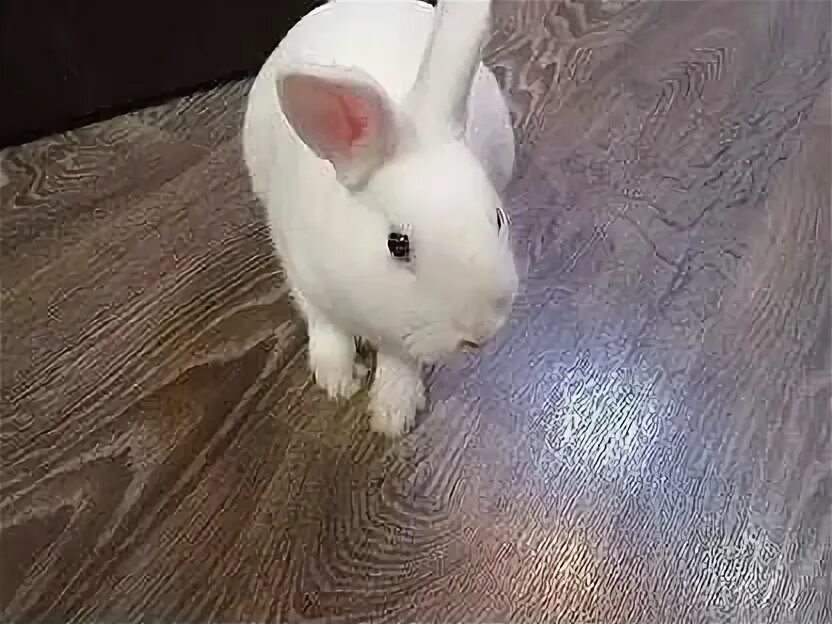 Животные сухой лог