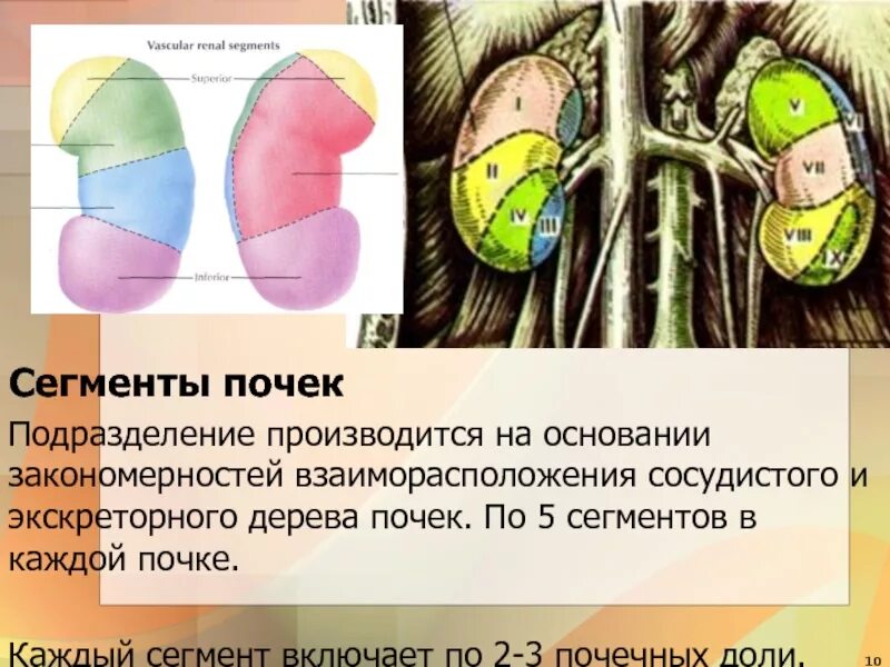 Сегменты правой почки. Строение почки сегменты. 5 сегментов почки. сегменты и доли почки. верхний сегмент почки.