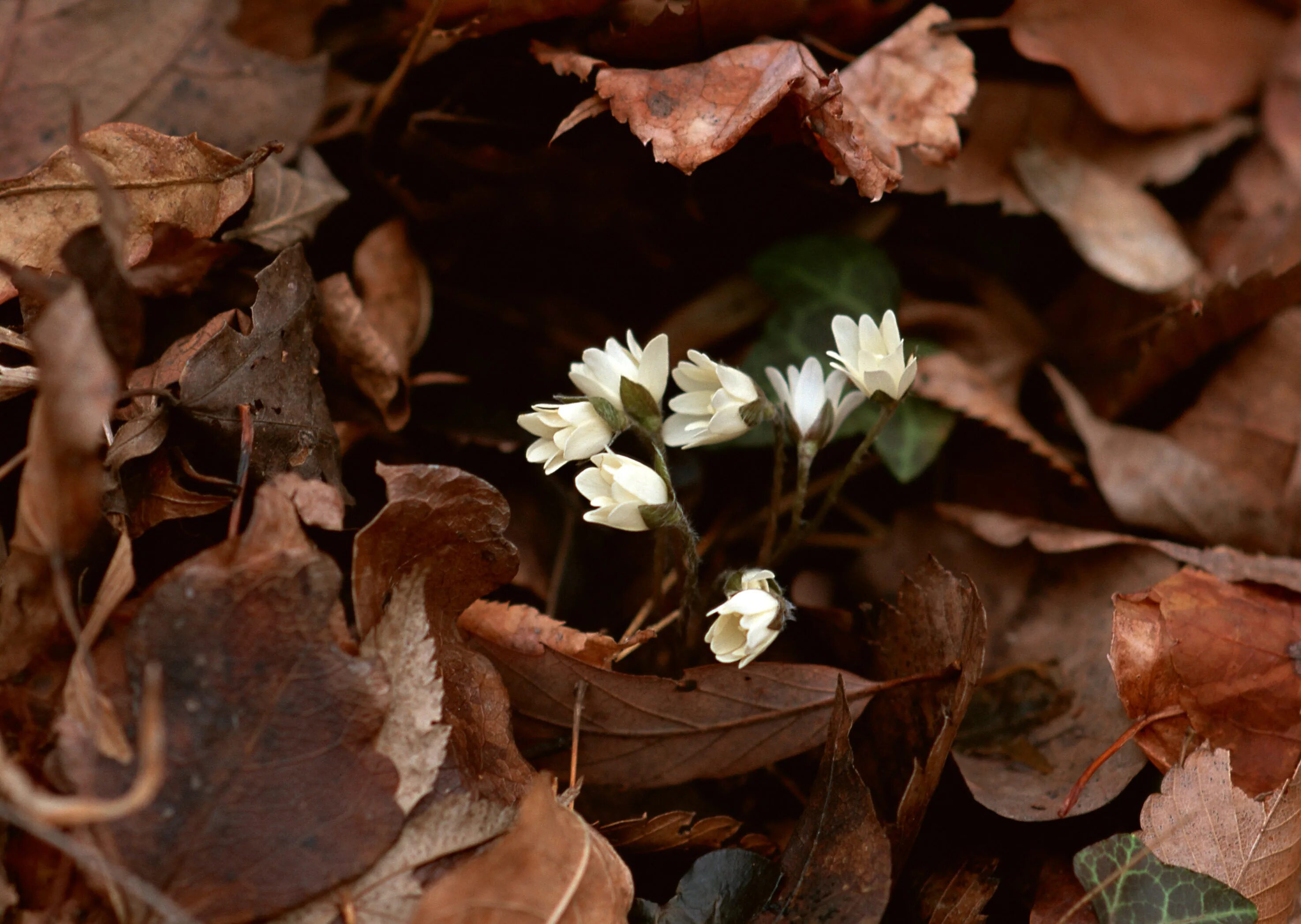 Brown flowers