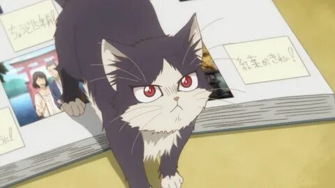 Кошка хару