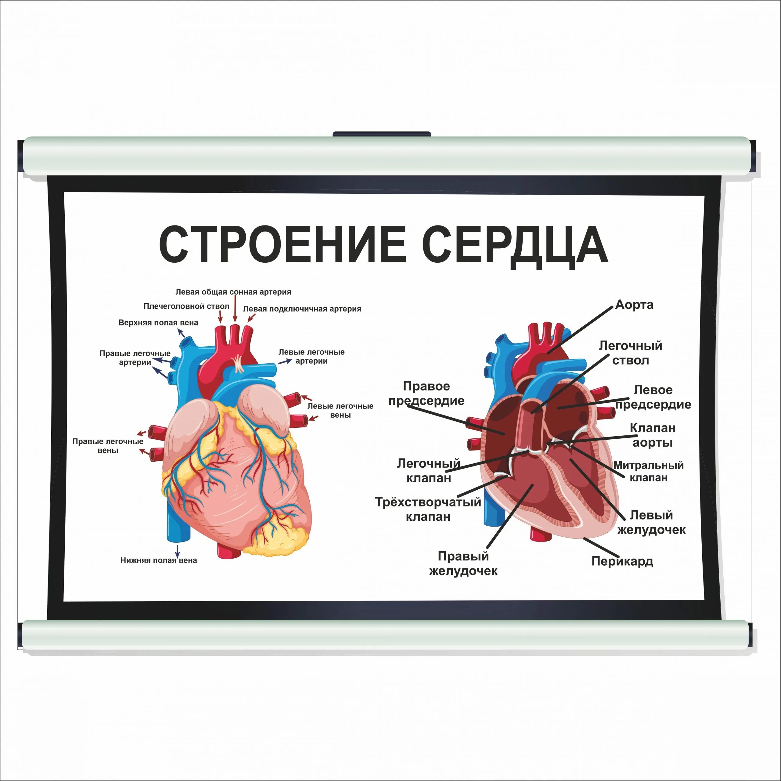 Сколько стоят стенды в сердце. Стенд биология. Коронарная ангиопластика и стентирование. Строение сердца человека. Стентирование сосудов артерии.
