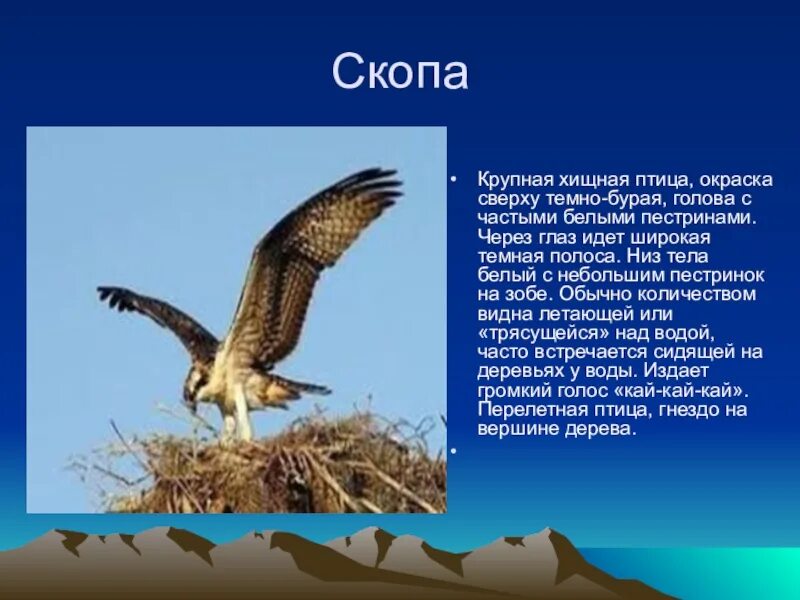 Скопа красная книга. Скопа птица красная книга. Скопа хищная птица. Скопа описание. Скопа презентация.