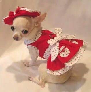 Cherry dog