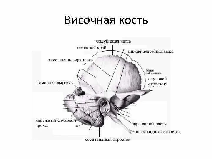 Чешуйчатая щель. Чешуйчатая щель