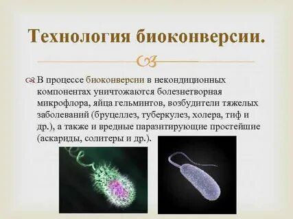 Гельминт возбудитель