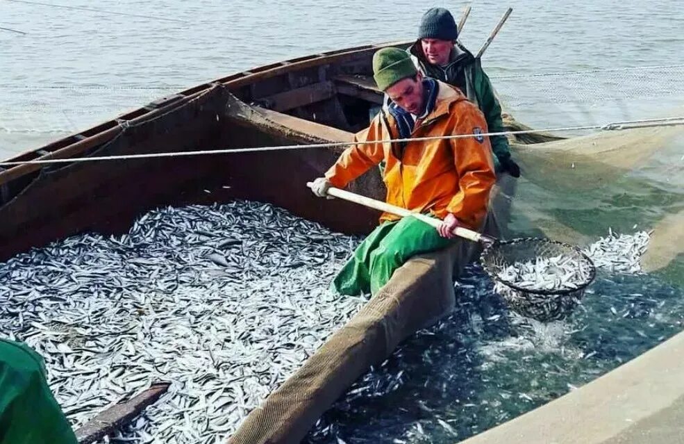 Рыболовство. Рыболовство в Дагестане. Рыбный промысел Архангельска. Труд людей рыболовство. Вести промысел