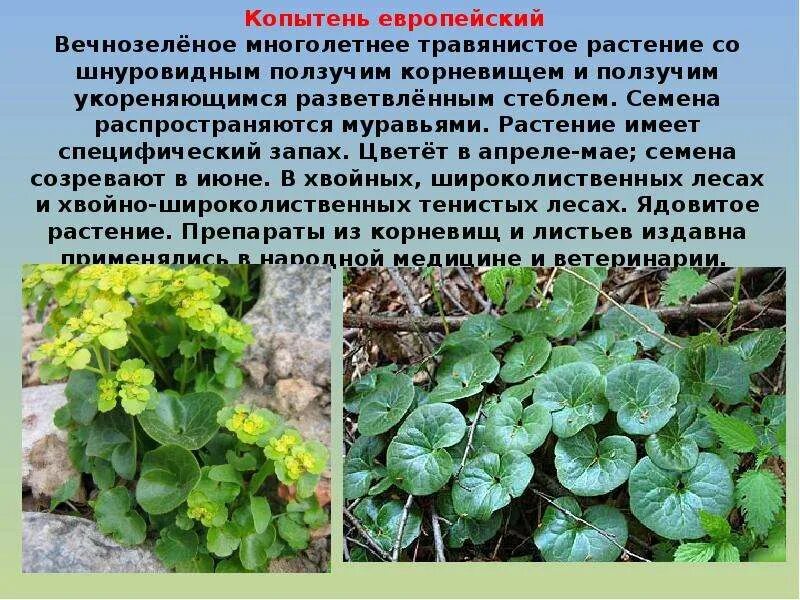 Лесные растения зверобой. Травянистые растения леса 2 класс. Растения леса доклад. Травянистые растения леса 2 класс. Травы названия.