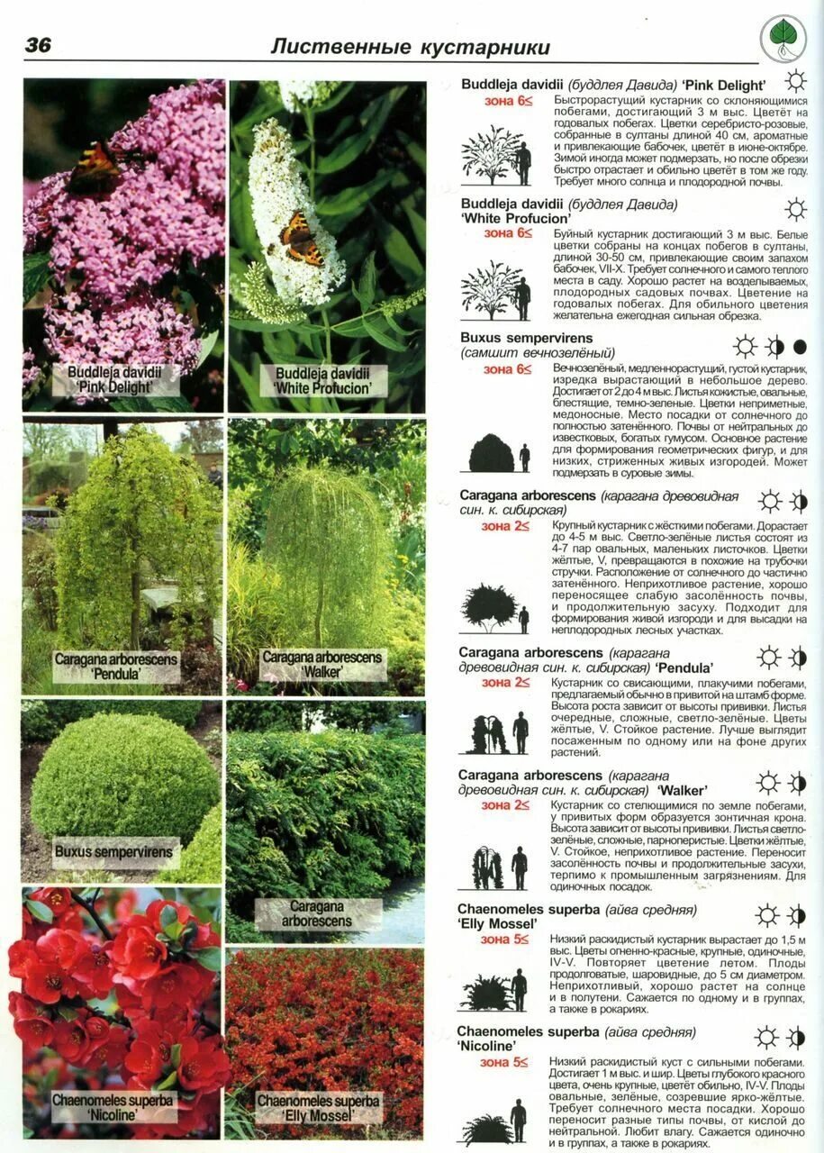 Список кустов