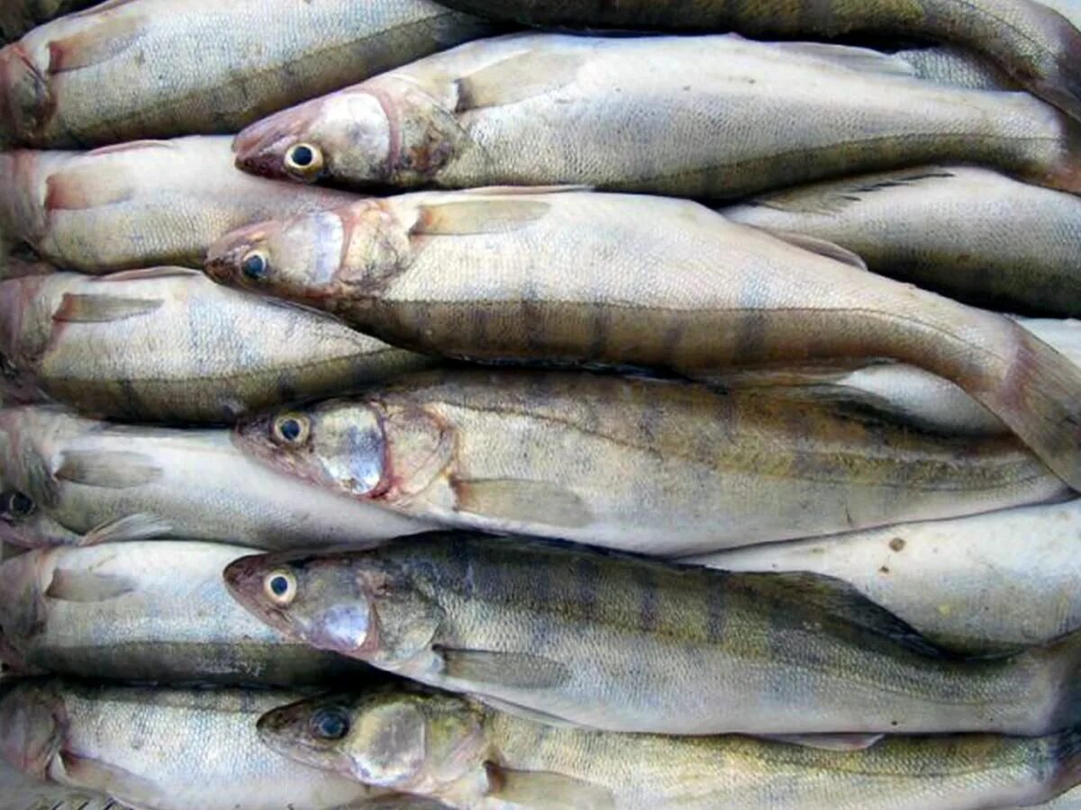 продам свежую