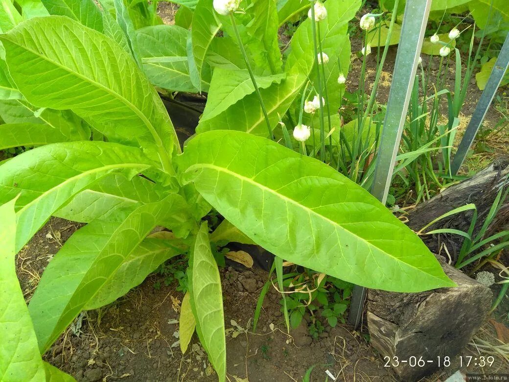 Сорт табака гавана голд. Какие сорта табака выращивают. Сорт табака парламентский час. Сорт табака берли оригинал. Табак курительный молдавский 456.