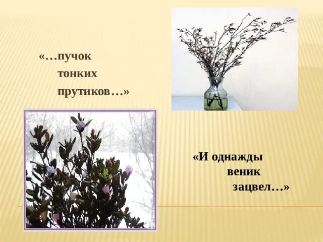 Костя принес в класс пучок тонких изложение. Пучок прутиков багульника. Веник зацвел. Багульник веник. Пучок тонких прутиков.