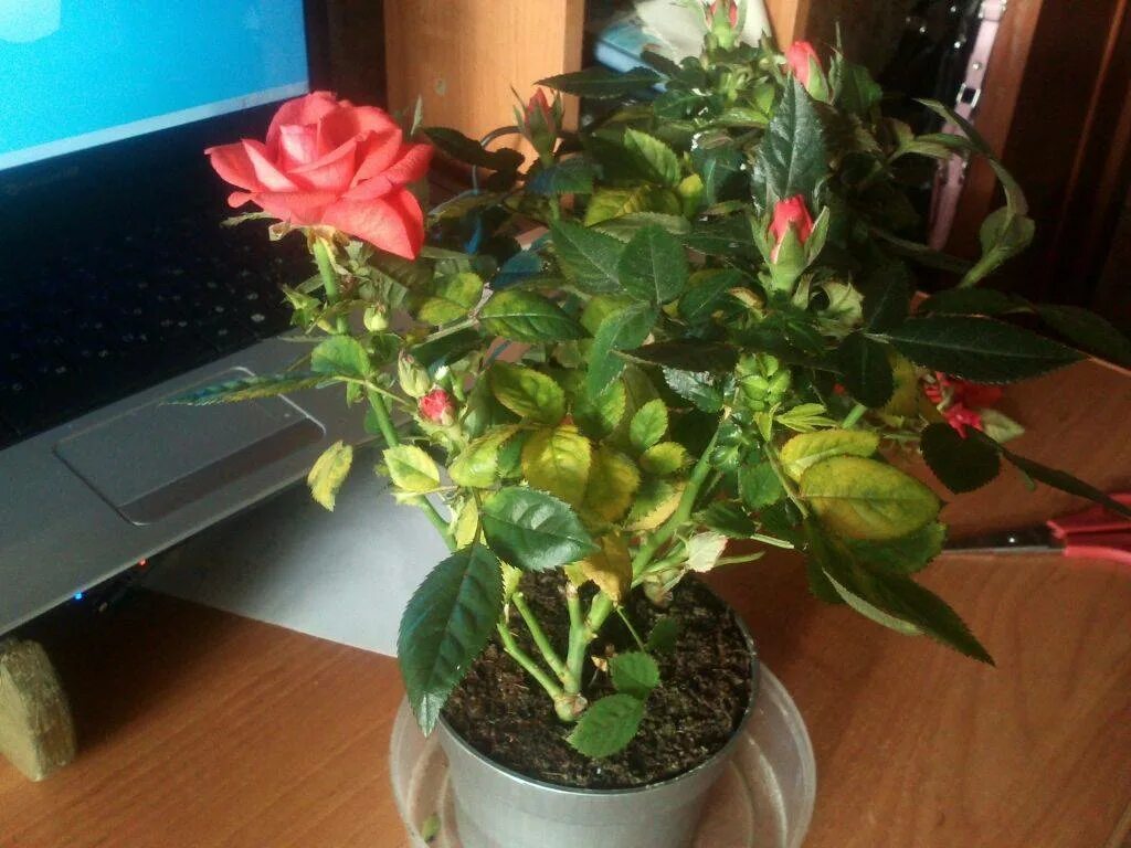 Бегония паутинный клещ. Засохший комнатный цветок. Почему розы сохнут и опадают. На розе недоразвитые листья. Хлороз у гибискуса.