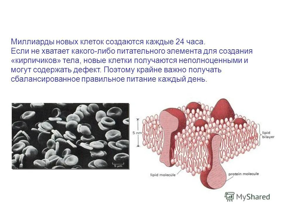 клетка живого организма. синапс нейрона. бактериальные токсины. человеческая клетка. создание новых клеток.