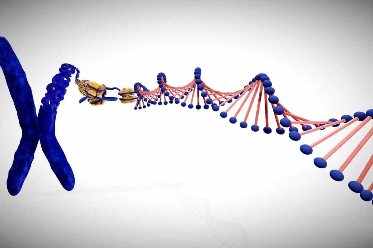 Крис Лонг ДНК. Хромосома 3д модель. Молекула ДНК человека фото. Конструктор молекулы ДНК.