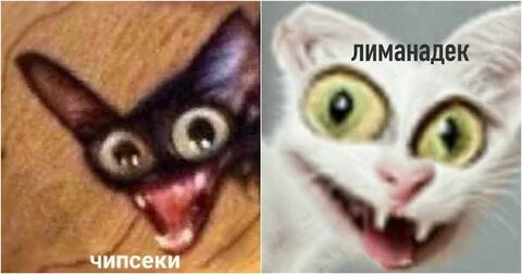 Кот ммм