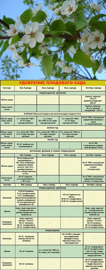 Чем подкормить деревья и кустарники весной