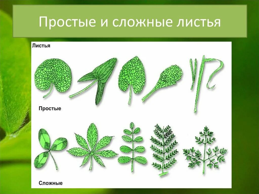 Простые и сложные листья. Перисто сложный сложный лист. Лист вайя. Отличительные особенности папоротников. Функции листьев папоротника.