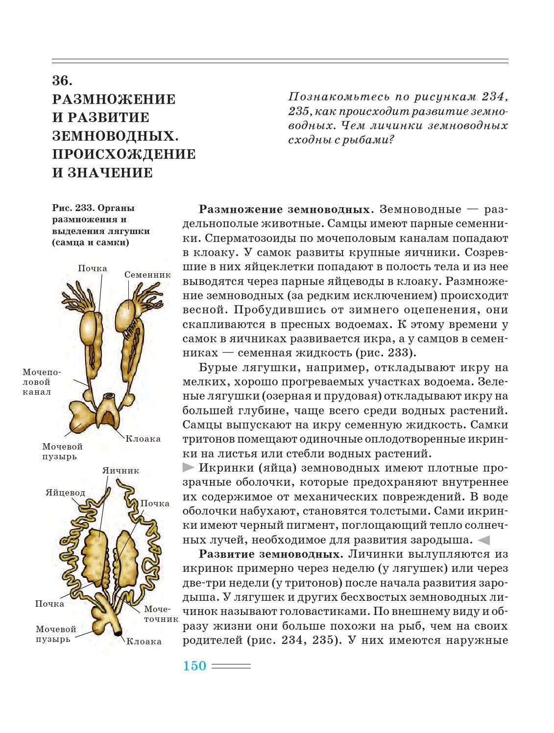 Органы размножения самцов и самок. Органы размножения амфибий. система органов размножения земноводных. яйцеводы у земноводных. яичник земноводных.