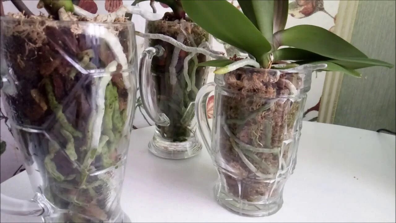 Старая орхидея. Как обновить орхидею. Как обновить орхидею. Омолаживание орхидеи фаленопсис. Пересаживаем орхидею фаленопсис.