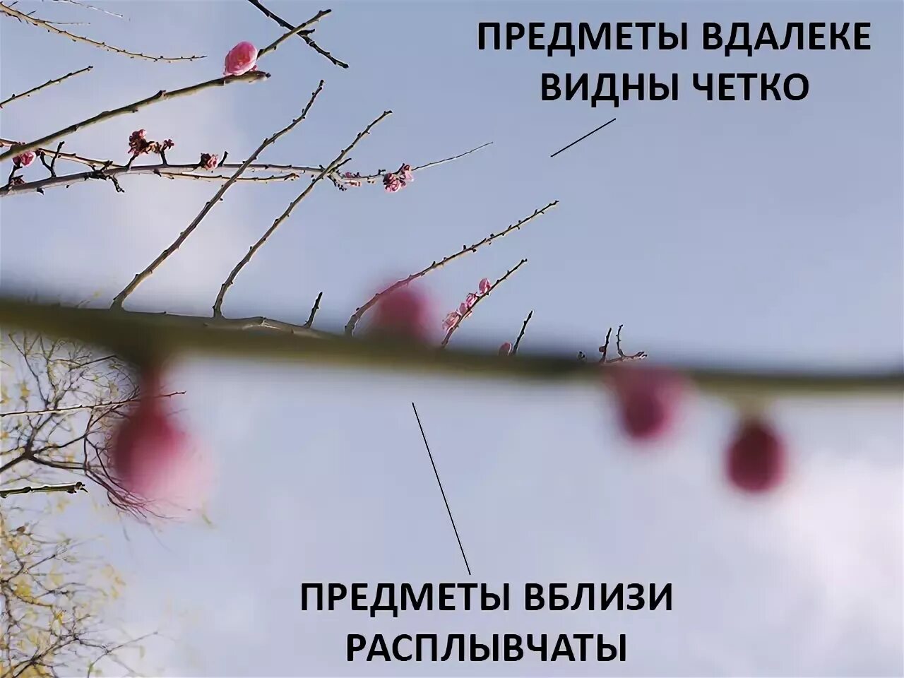 Как видят дальнозоркие люди. Дальнозоркость как видит человек. как види тчелвоек с дальнозоркостью. как видит дально-оркий. как видят дальтонозоркие.
