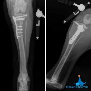 Операция tplo собаке