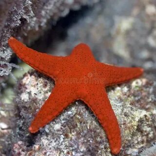 Атолл морская звезда