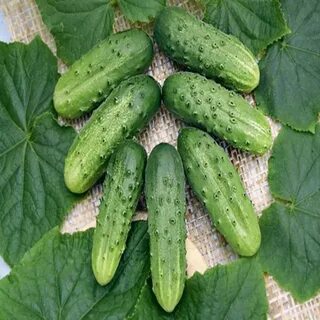 Семена огурцов сорта