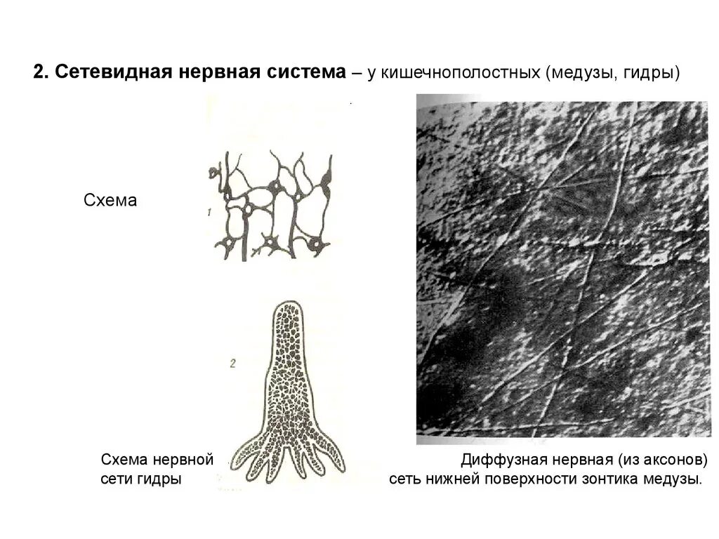 Диффузная нервная система кишечнополостных. Нервная сеть кишечнополостных. Диффузная нервная система гидры. Сетевидная нервная. Диффузная строение