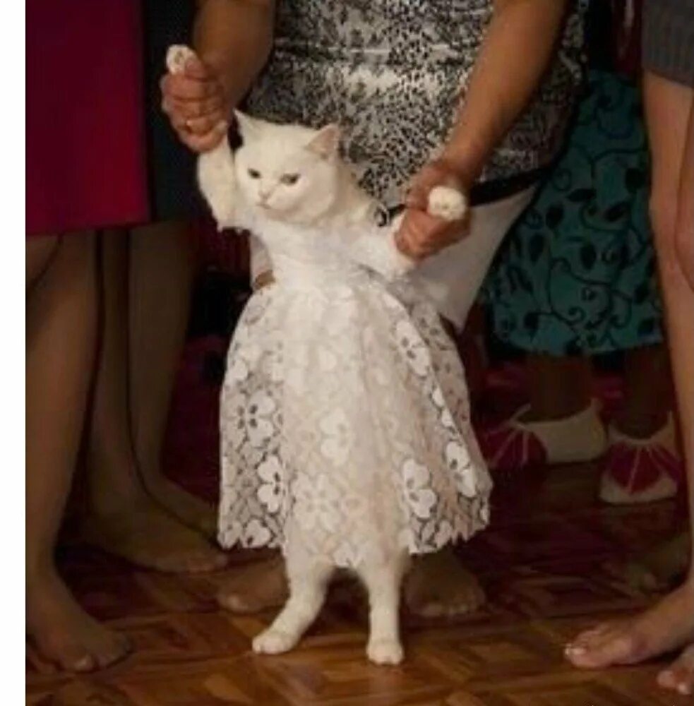 Кот одет. Кошка в платье. кошка в свадебном платье. платье для кошки на свадьбу. одежду для котов свадебную.