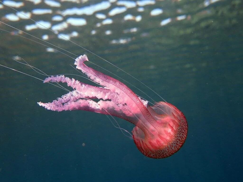 Глубоководные медузы. Медуза львиная грива и голубой кит. Арктическая медуза цианея. Компасная медуза. Щупальца медузы.