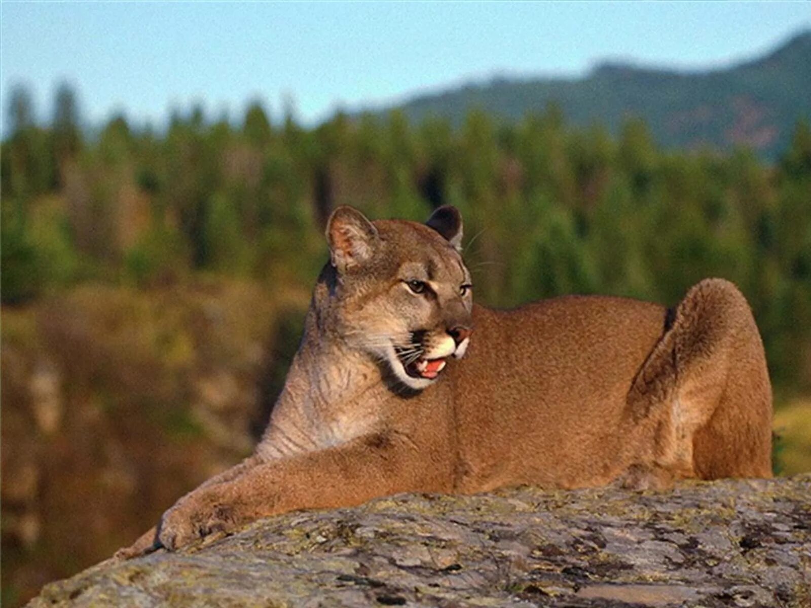 Пума (Puma concolor):. Пума Северная Америка. К&К "Пума" к&к "Пума". Yellowstone Пума.