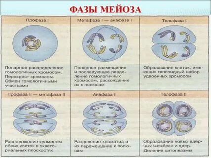 Установите последовательность стадий мейоза