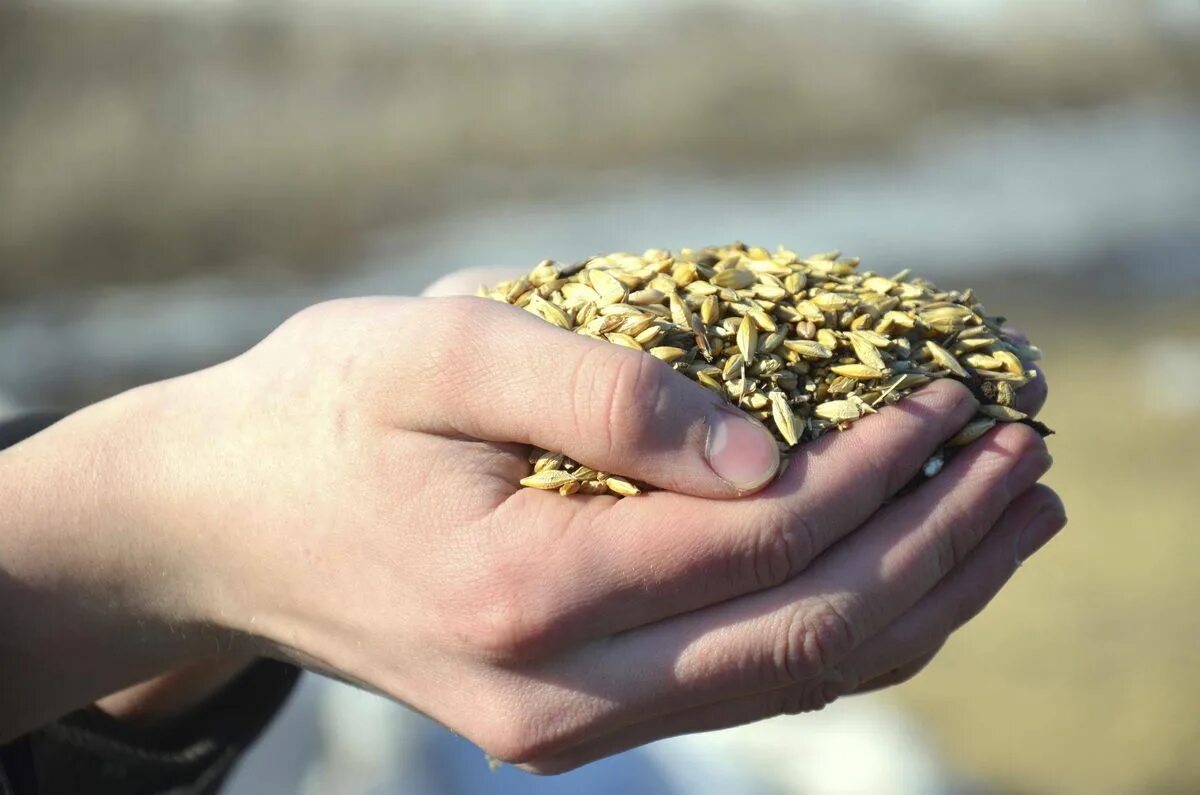 Жмень. Пригоршня. Горсть грецких орехов. Горсть пригоршня жменя. Пригоршня b12.