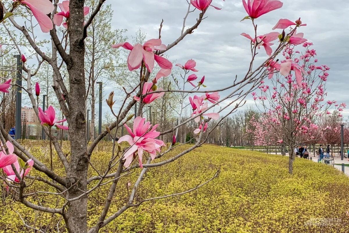 Парк Галицкого в Краснодаре весной. Парк Галицкого Сакура. Парк Галицкого Краснодар цветение магнолии. Парк галицкого весной