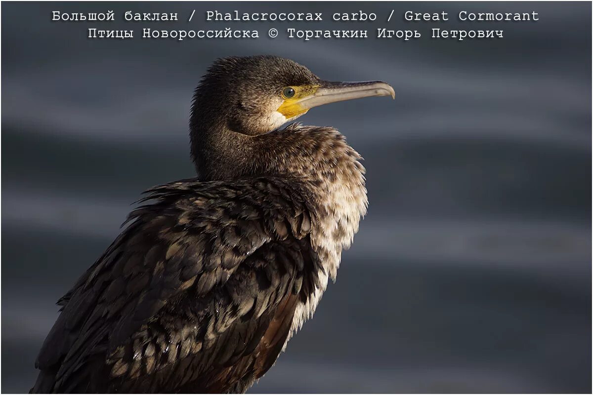 Птица баклан новороссийск. Желудок баклана. Бакланы олушеобразные. Баклан песня. Баклан волжский.