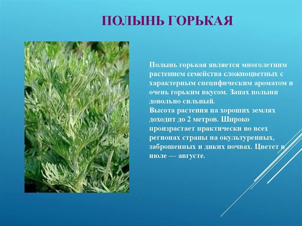 Полынь. Полынь пахнет?. Полынь вонючая. Запах полыни Полынь это?. У полыни запах легок и прян