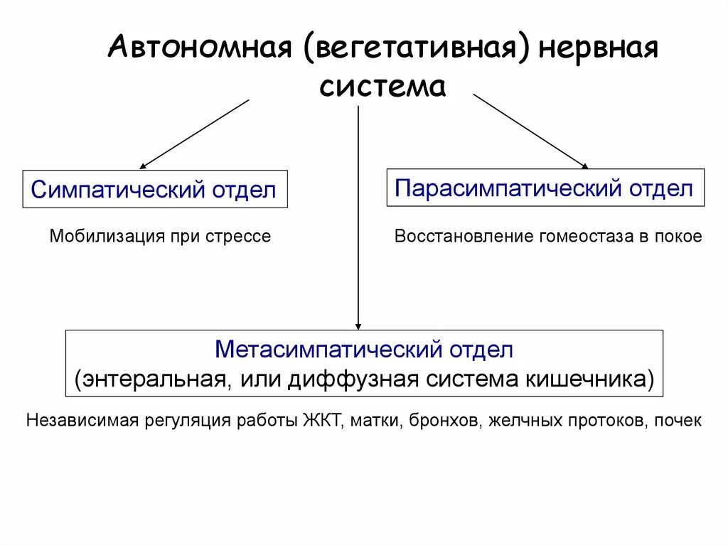 Нервная регуляция вегетативной системы функции. Структура вегетативной нервной системы физиология. Вегетативная автономная нервная система функции. Вегетативная нервная система при стрессе. Вегетативная нервная система схема.