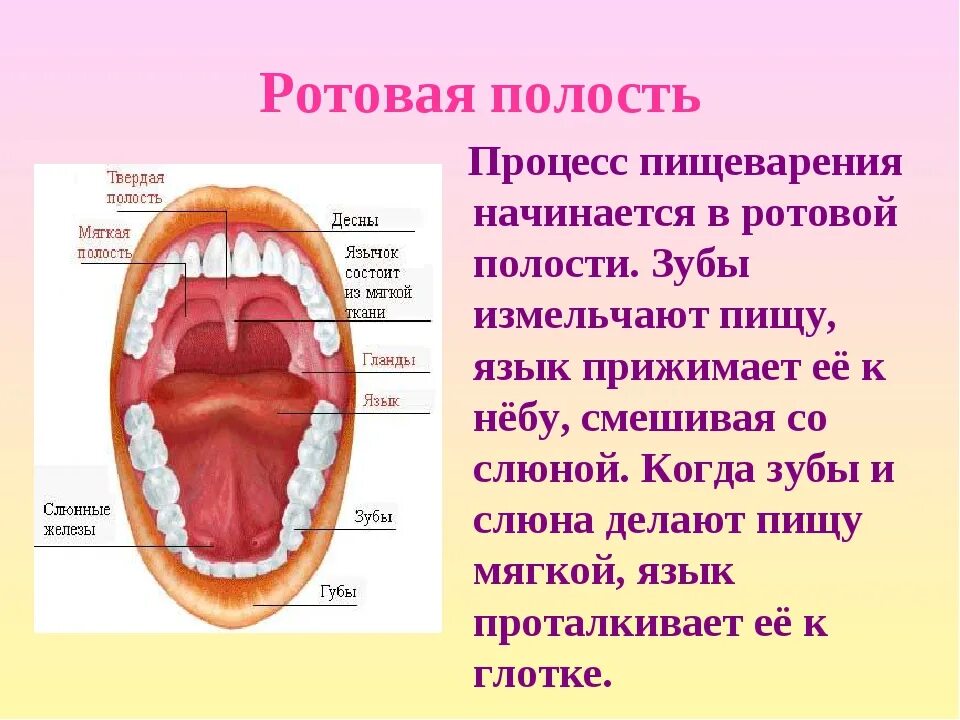 Какие функции ротовой полости. Строение ротовой полости биология. Ротовая полость строение анатомия. Строение пищеварение в ротовой полости. Органы пищеварения строение зубов.