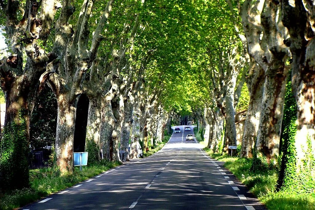 платановая аллея феодосия. платановая аллея сочи. платановая аллея туапсе. платан аллея сочи. платановая аллея.
