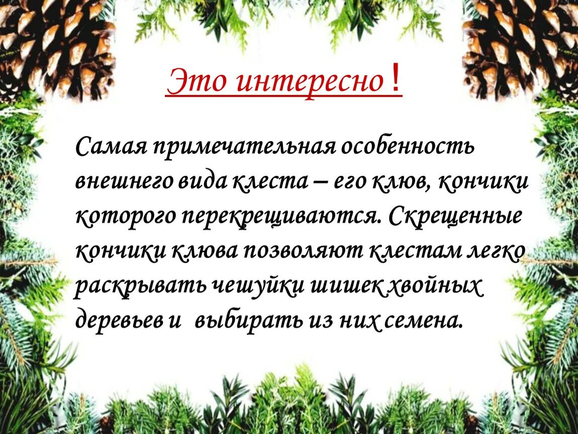 Обучающее изложение клесты 3 класс. Изложение 3 класс 2 четверть школа россии клесты. клесты изложение 3 класс. обучающее изложение 3 класс клесты. клесты изложение 3 класс презентация.