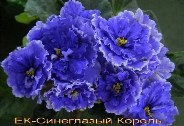 Фиалка синеглазый король фото. Пт синеглазая фиалка. Фиалка ек синеглазый король. Фиалка синеглазый. Фиалка ек синеглазый король.